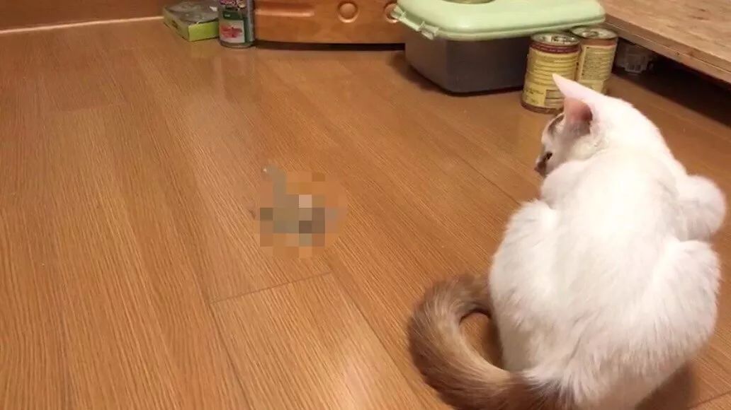 猫咪挑食不怎么吃怎么办,猫咪怎样的表现证明它是挑食了