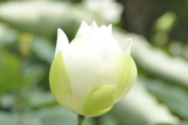 如何快速长头发,怎么样快速长头发