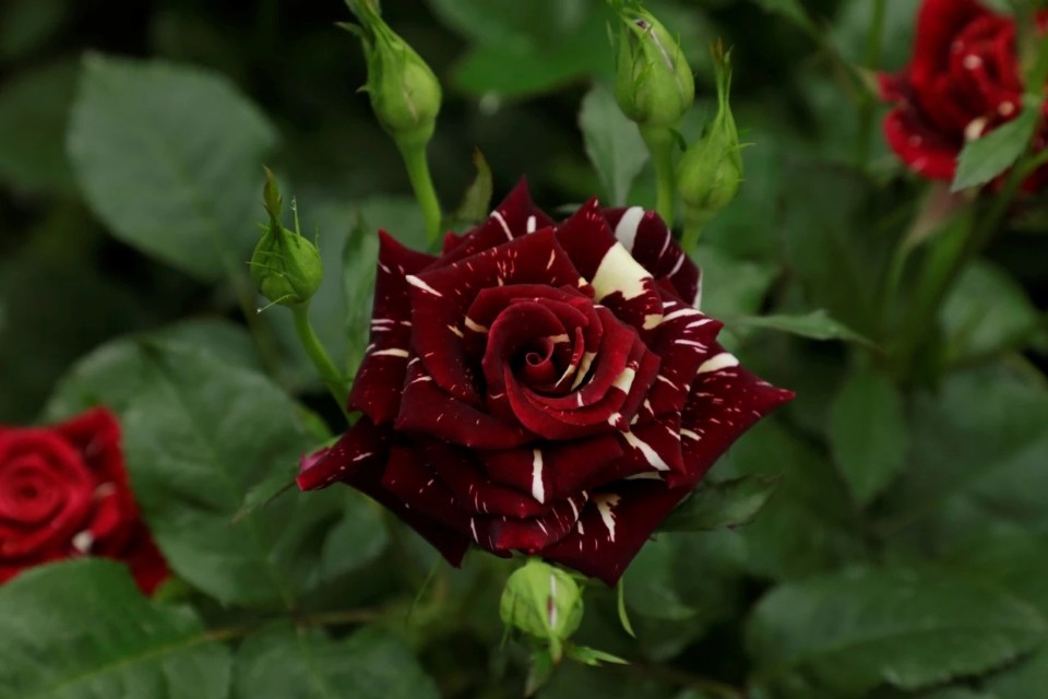 红的月季花,红的发黑玫瑰品种