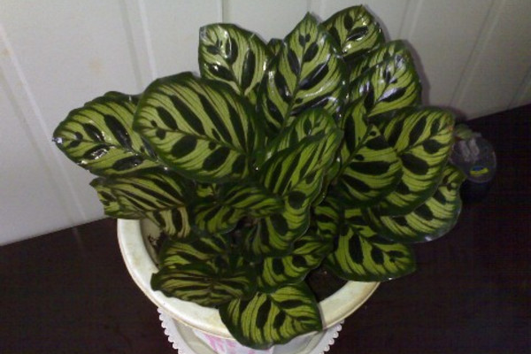 南方孔雀竹芋冬天怎么养,孔雀竹芋可以过冬吗怎么养