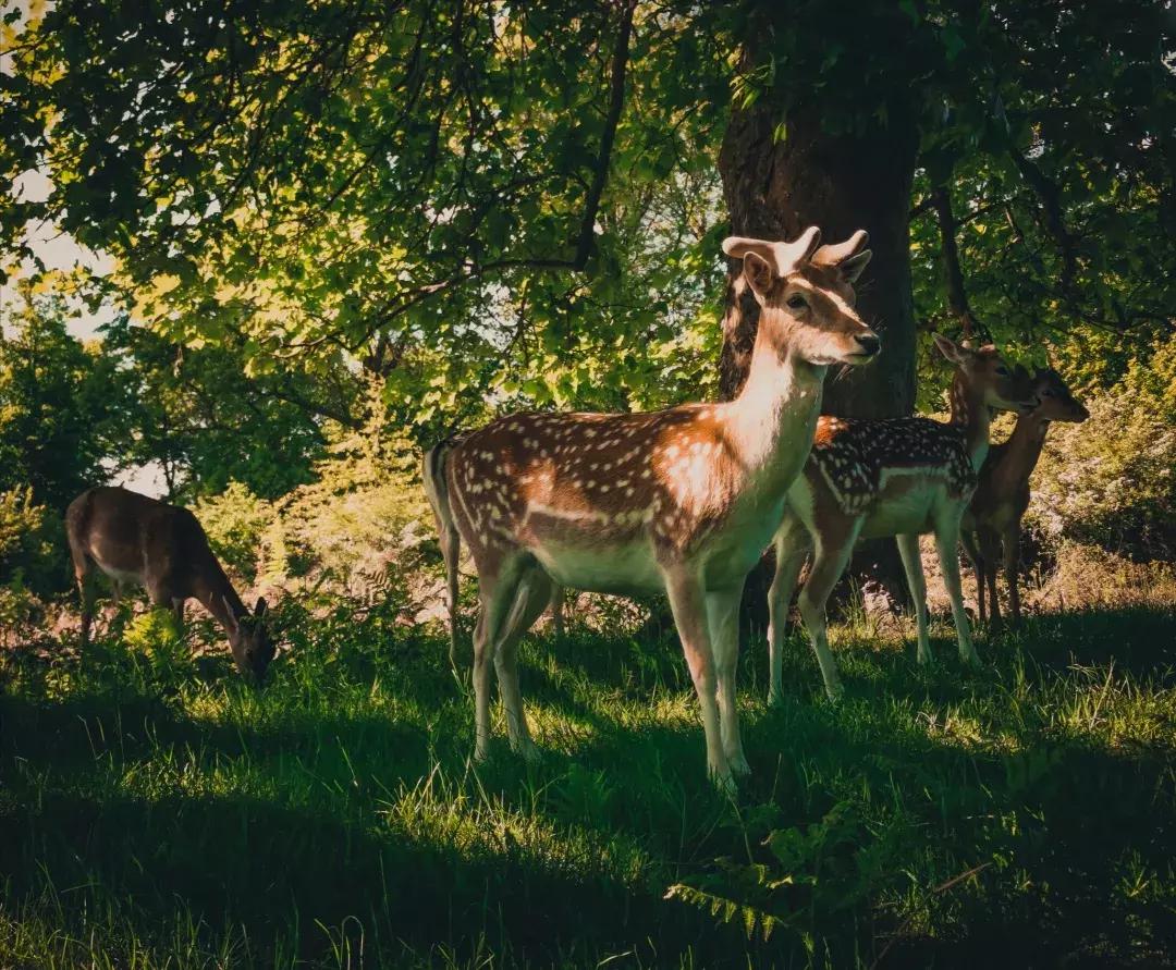 华为p30的镜头模组叫什么,华为p30镜头是蓝宝石的吗