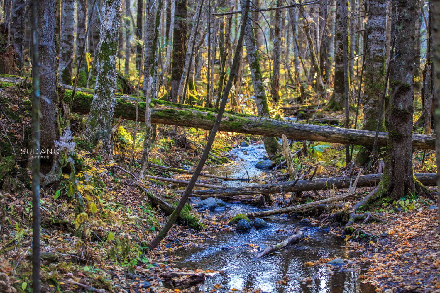 长白山百年野生人参为什么贵,长白山人参最好在哪里