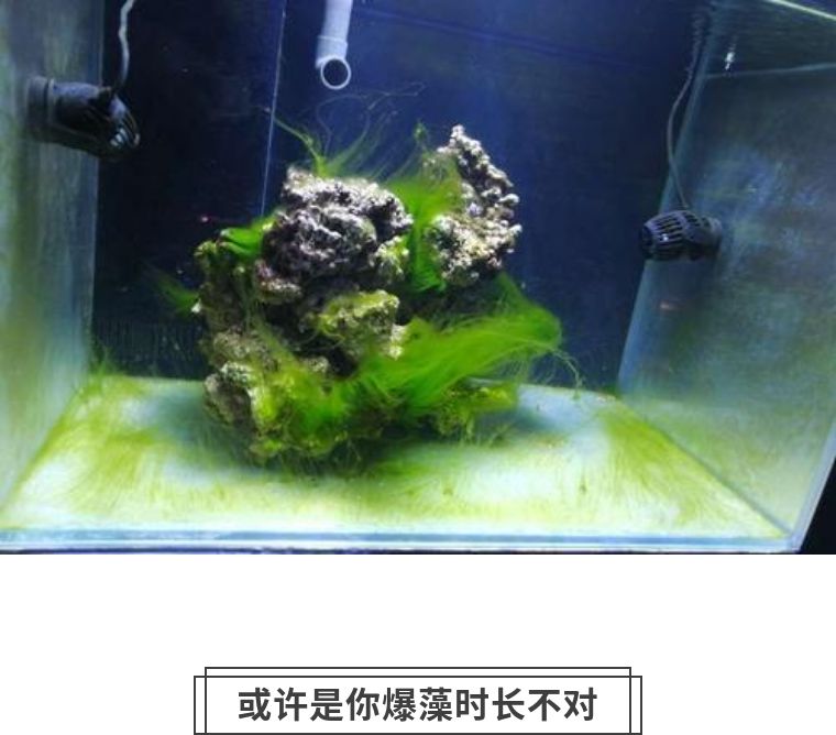 先造景再爆藻还是先爆藻再造景,先造景还是先养水