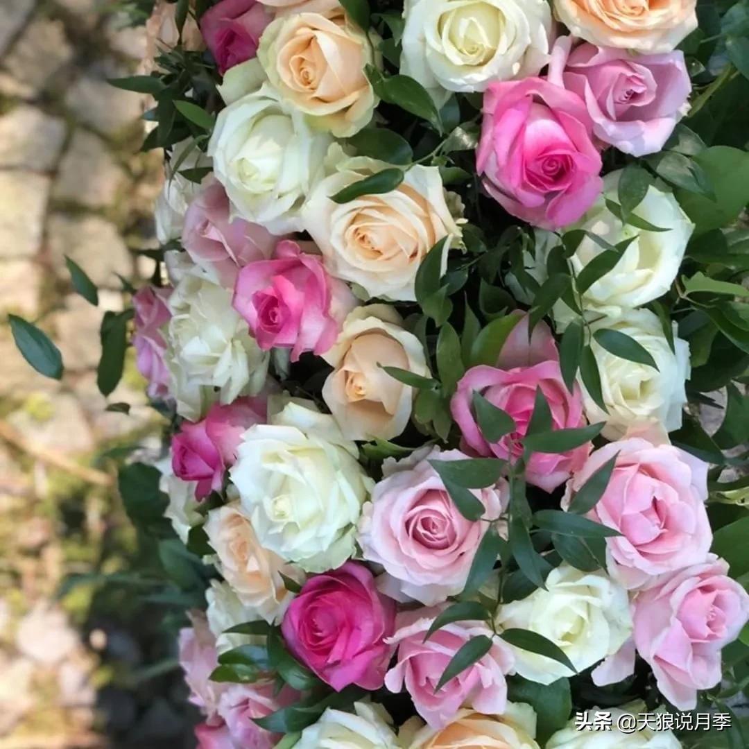 520你最想收到什么玫瑰,520这样的玫瑰你们喜欢吗