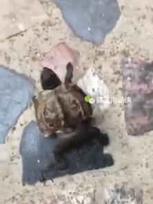 搞笑动图gif赵本山,搞笑动图gif图片哪里下载