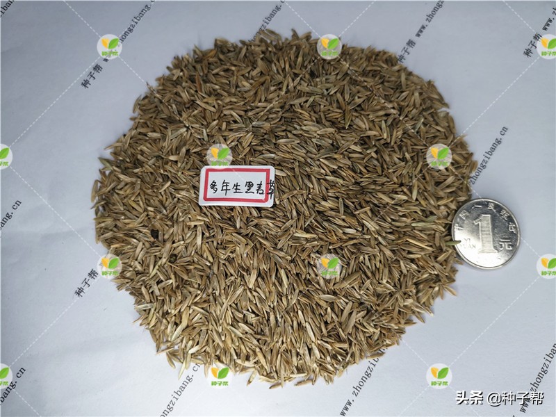 进口黑麦草多少钱一斤,进口蓝标黑麦草草籽价格