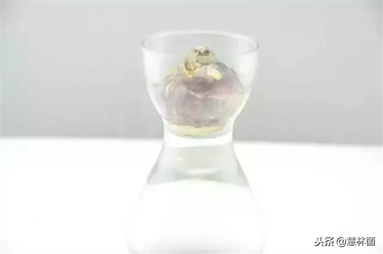 风信子水培小窍门,风信子水培方法教程