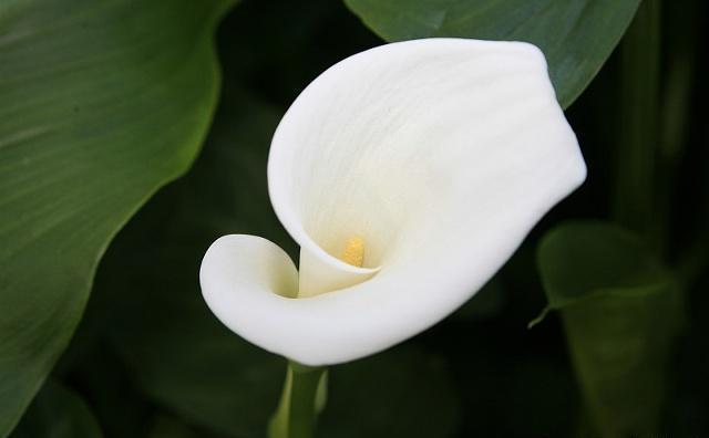 马蹄莲的养殖方法及注意事项,马蹄莲养殖方法与注意事项