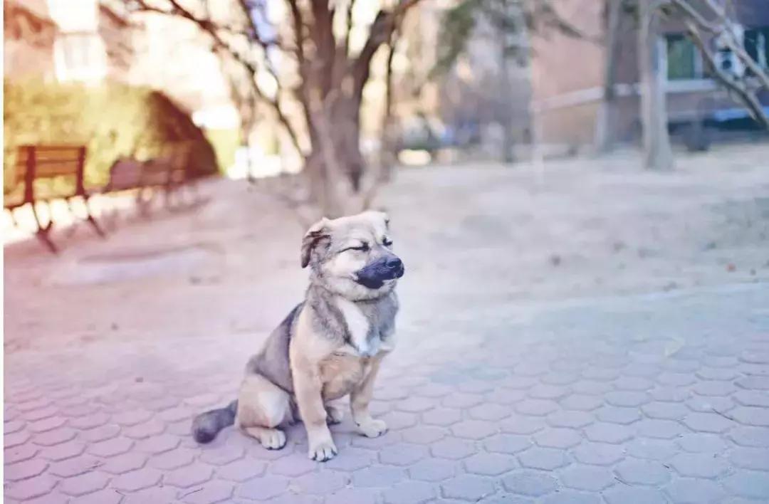 给它们一个家|线上宠物领养日,201903101