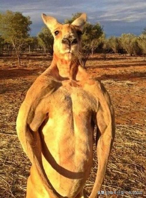 十个我们都认识的动物有趣冷知识,10个动物们不可思议的有趣瞬间