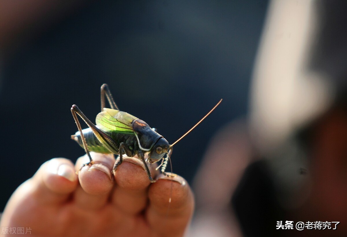 秋天到蝈蝈叫,秋天到蟋蟀叫