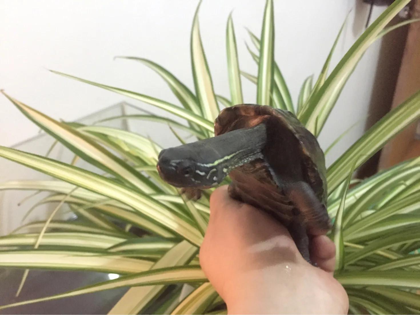 那些年我们养的小动物,盘点这些年我养过的动物