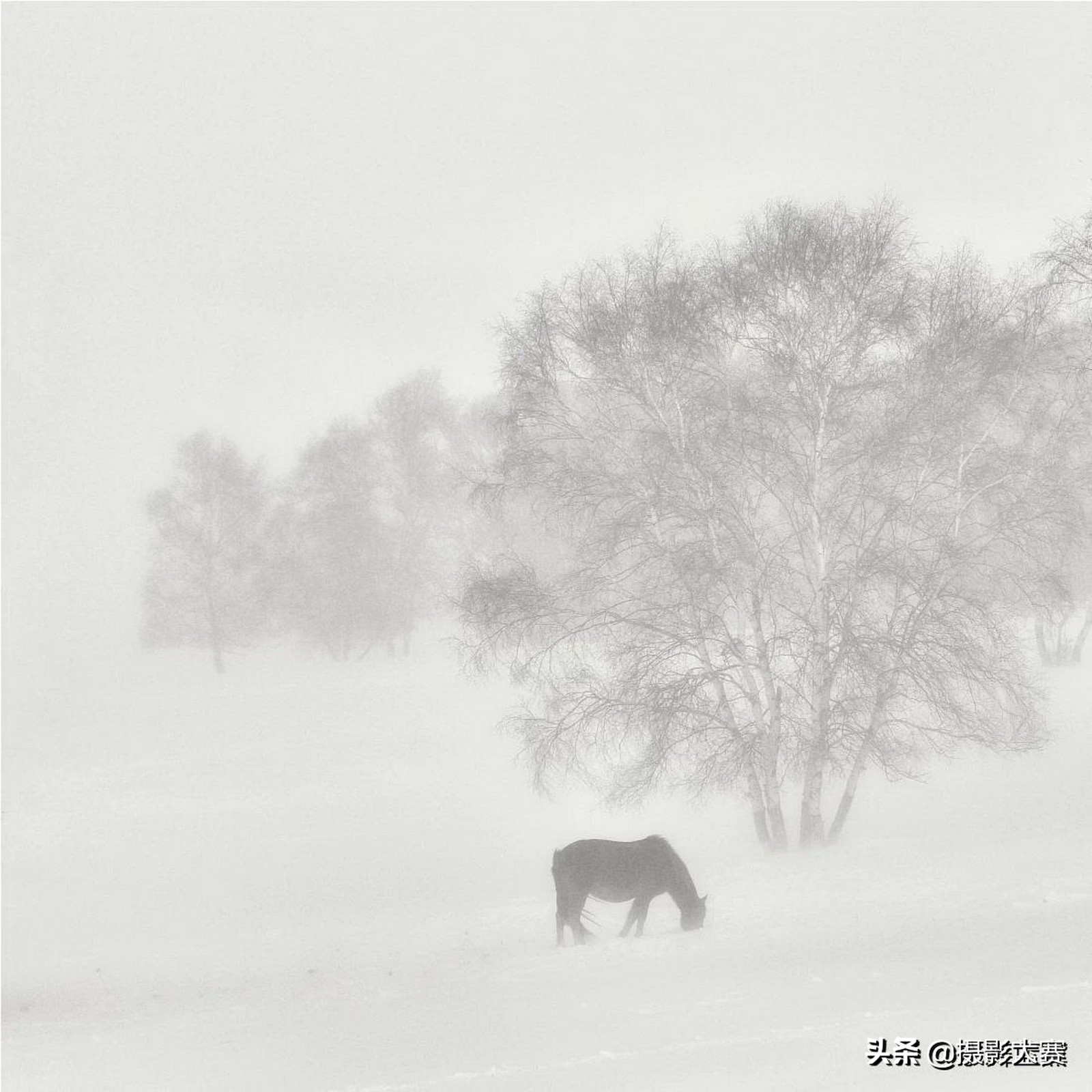 有你吗原版视频,尼康摄影大赛精选