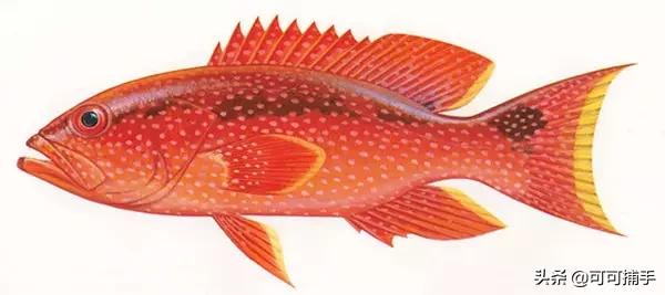 你不知道的海洋里面有什么,十种你没见过的海洋生物