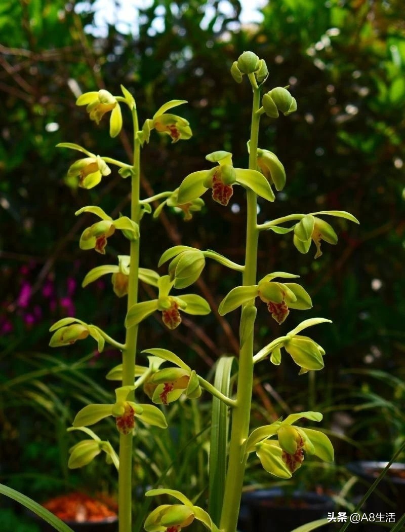 每日一兰花故事～中国兰花.惠兰名品.大一品