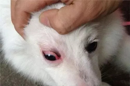 泰迪狗狗生病的各种症状以及疗法,狗狗生病四肢无力站不稳什么原因