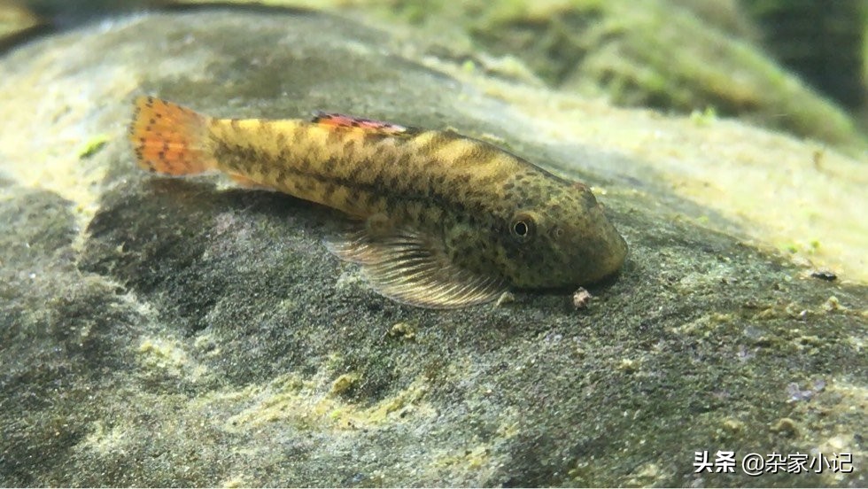 原生缸加热推荐,不用过滤器的原生缸