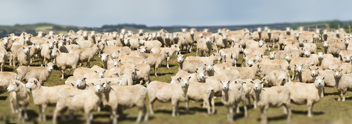 新西兰培育放屁少的羊,新西兰减少羊养殖的原因