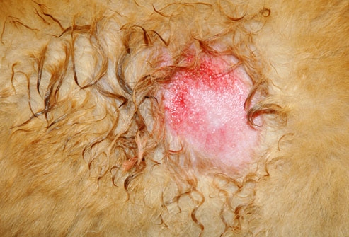 狗狗湿疹为什么越来越严重,狗狗身上湿疹什么样