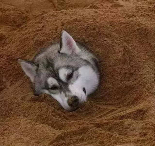 狗狗品种介绍图鉴3期哈士奇,哈士奇和其它狗狗杂交品种