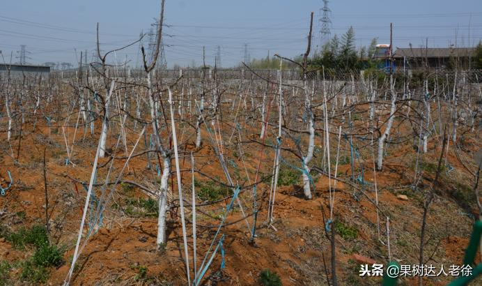 樱桃好吃树难栽，已经过时了，关键是要掌握好这些标准管理技术