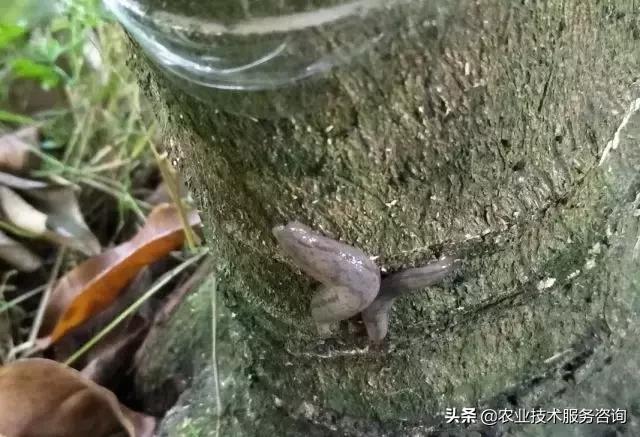 柑橘虫害高清图谱及防治方法,柑橘虫害物理消灭