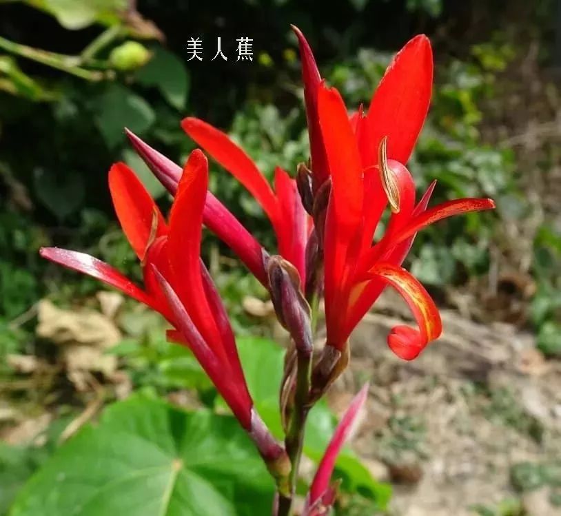 鲜花店常见花材品种大全,花店里同款的两种不同价格的花材