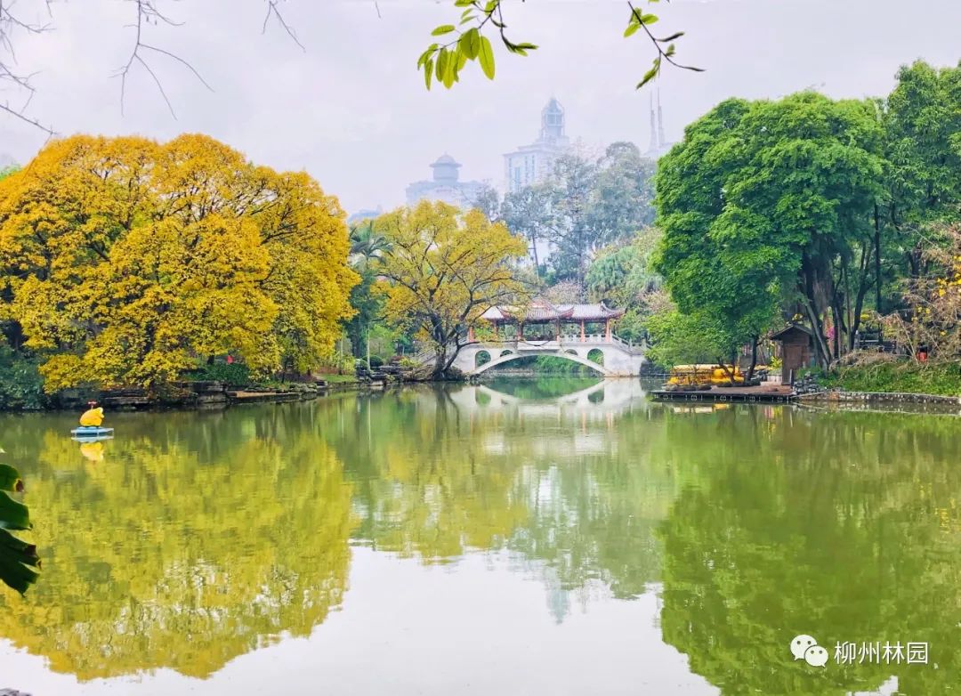 柳州的柳侯公园特色,柳州柳侯公园秋天美景