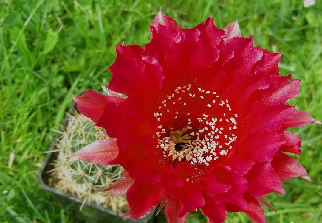 100种仙人球花图片,100种仙人球的品种视频