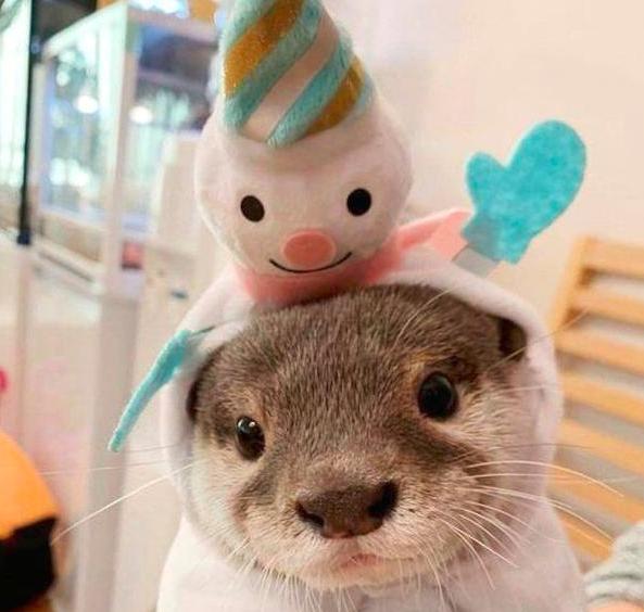 青云计划宠物写作技巧,青云计划游戏获奖文章