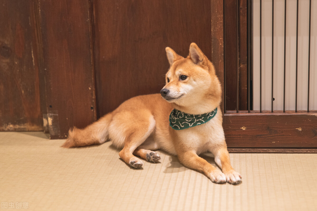 为什么不能养日本柴犬呢,柴犬有什么优点怎么那么呆萌可爱