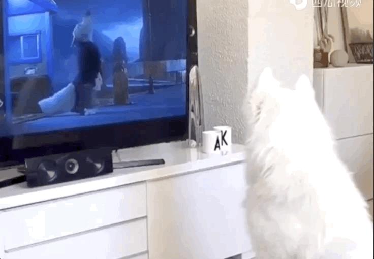 为什么现在年轻人喜欢养猫,当代年轻人不养孩子养猫