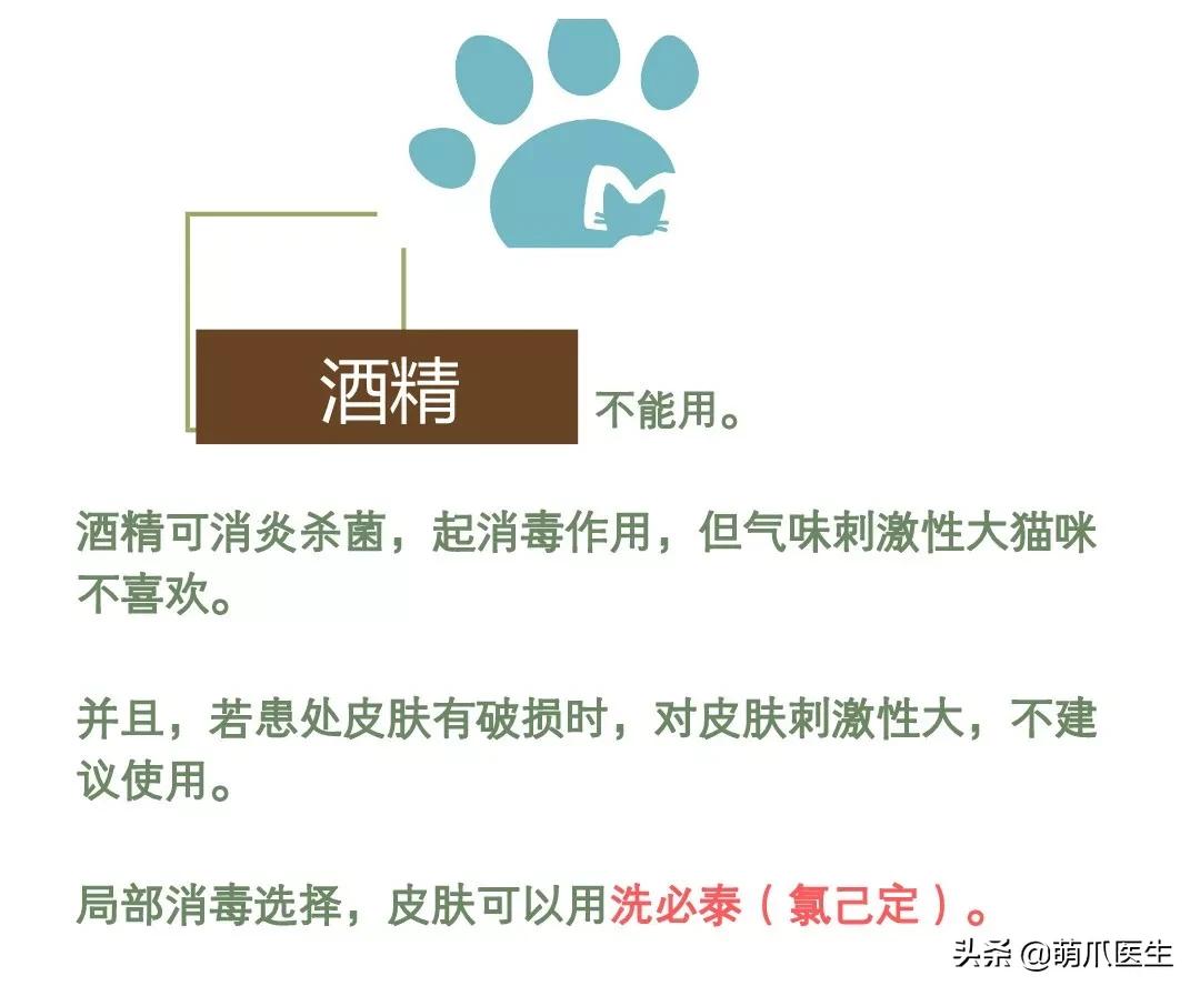 猫咪黑下巴毛囊炎的终极解决办法,猫咪有毛囊炎胡须还能长出来吗