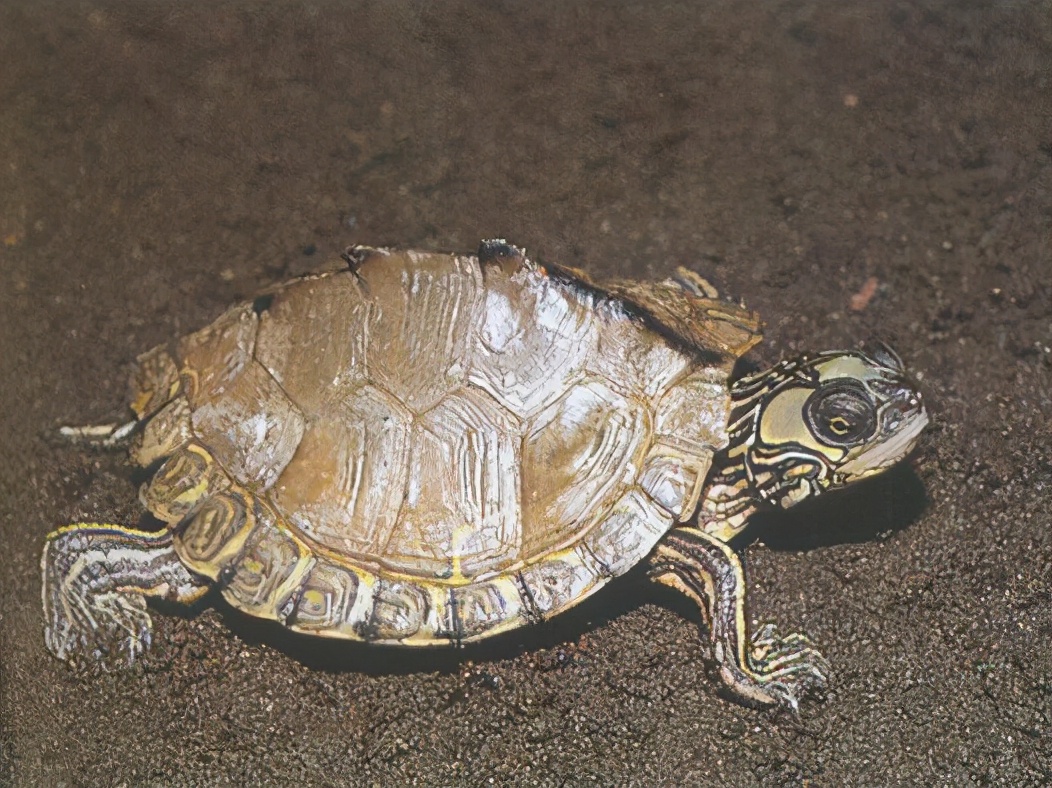 各种龟类图片大全大图,龟类展示会