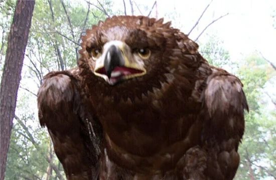 神雕真的存在,历史上真实的神雕