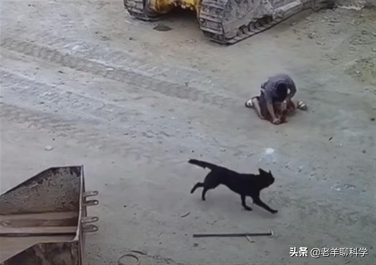 恶犬咬人被反杀集锦解气,恶犬咬人被一招制服