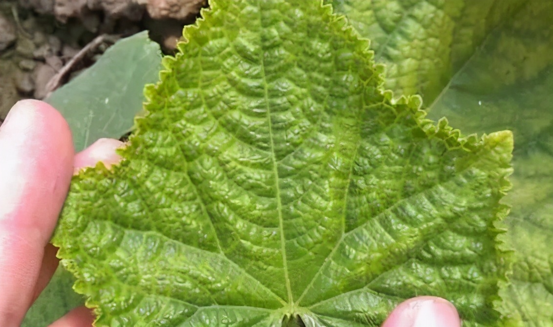 蔬菜叶子发黄怎么办，施肥很重要，选对肥、用好肥蔬菜长得棒棒哒