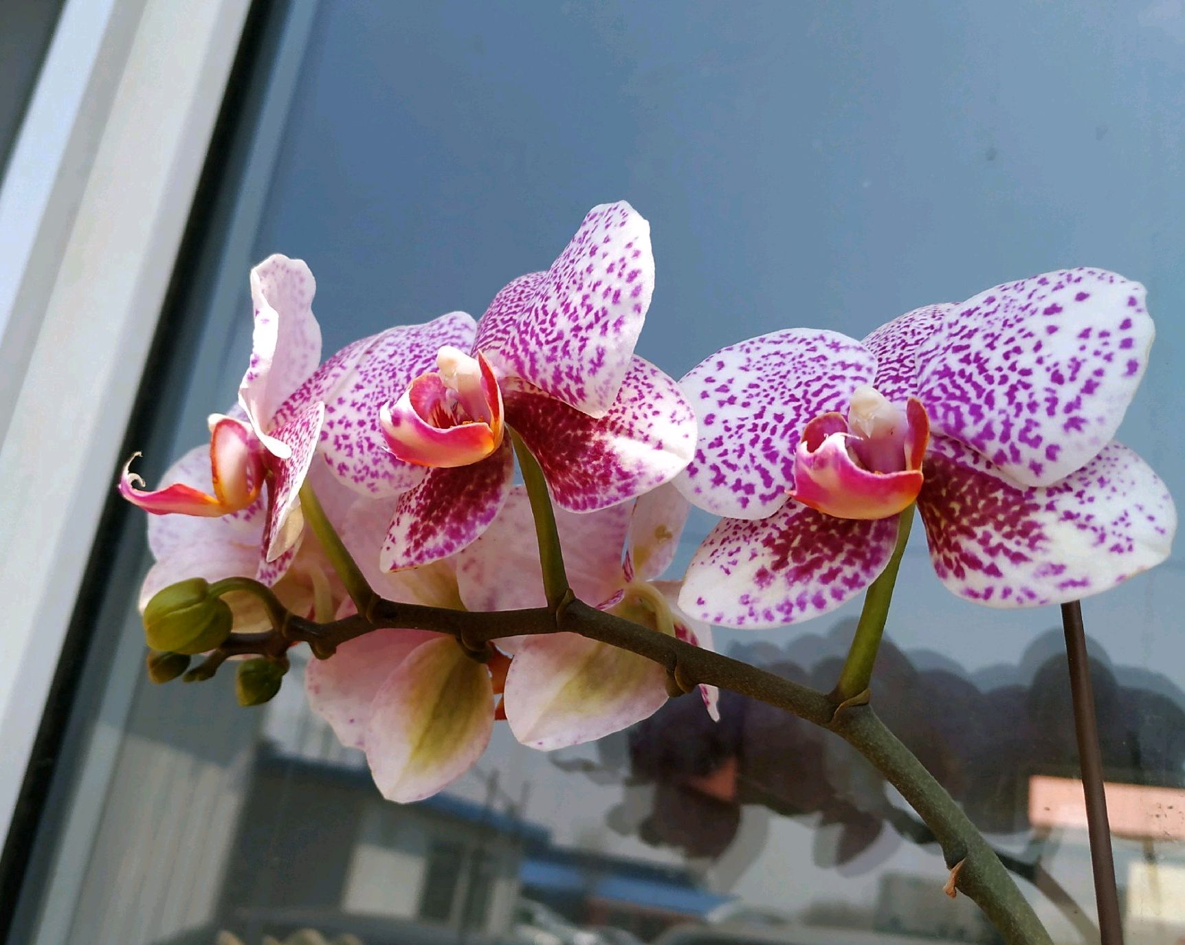 蝴蝶兰根系不往花盆扎？和趋光性无关，在盆土和浇水上犯大错