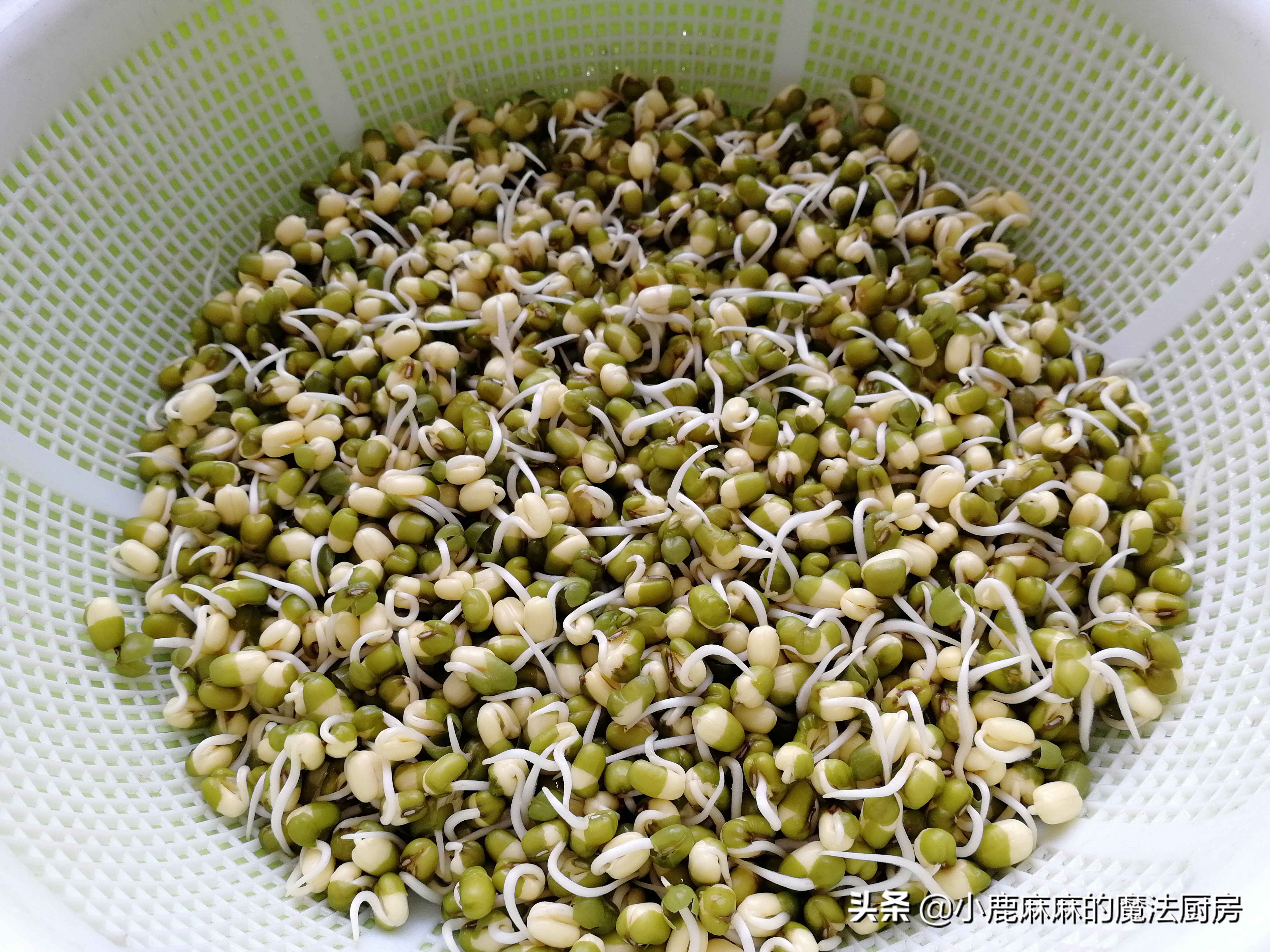 自制的豆芽怎么会苦,怎么自制豆芽不苦