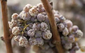 种植葡萄的基本知识,种植最好的葡萄需要哪些条件