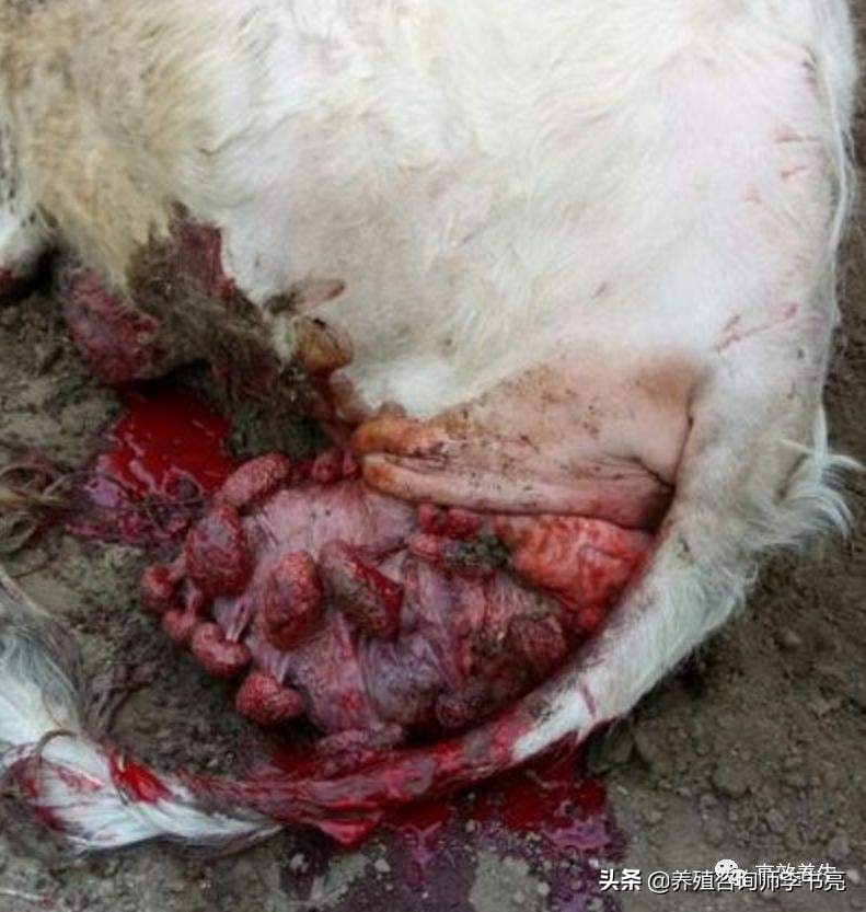 母牛常见问题,母牛常见病及防治方法