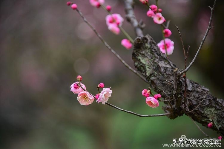 南京梅花山梅花开了吗,来南京梅花山赏梅花