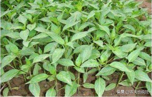 辣椒苗移栽很蔫,辣椒苗移栽后怎么会掉叶