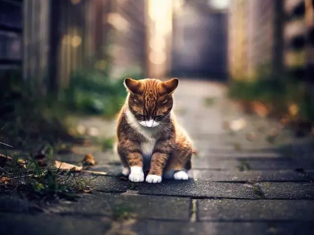 城市山林深圳,城市山林一期