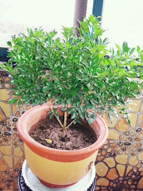 米兰用多大的花盆最好养,养米兰用什么花盆比较好