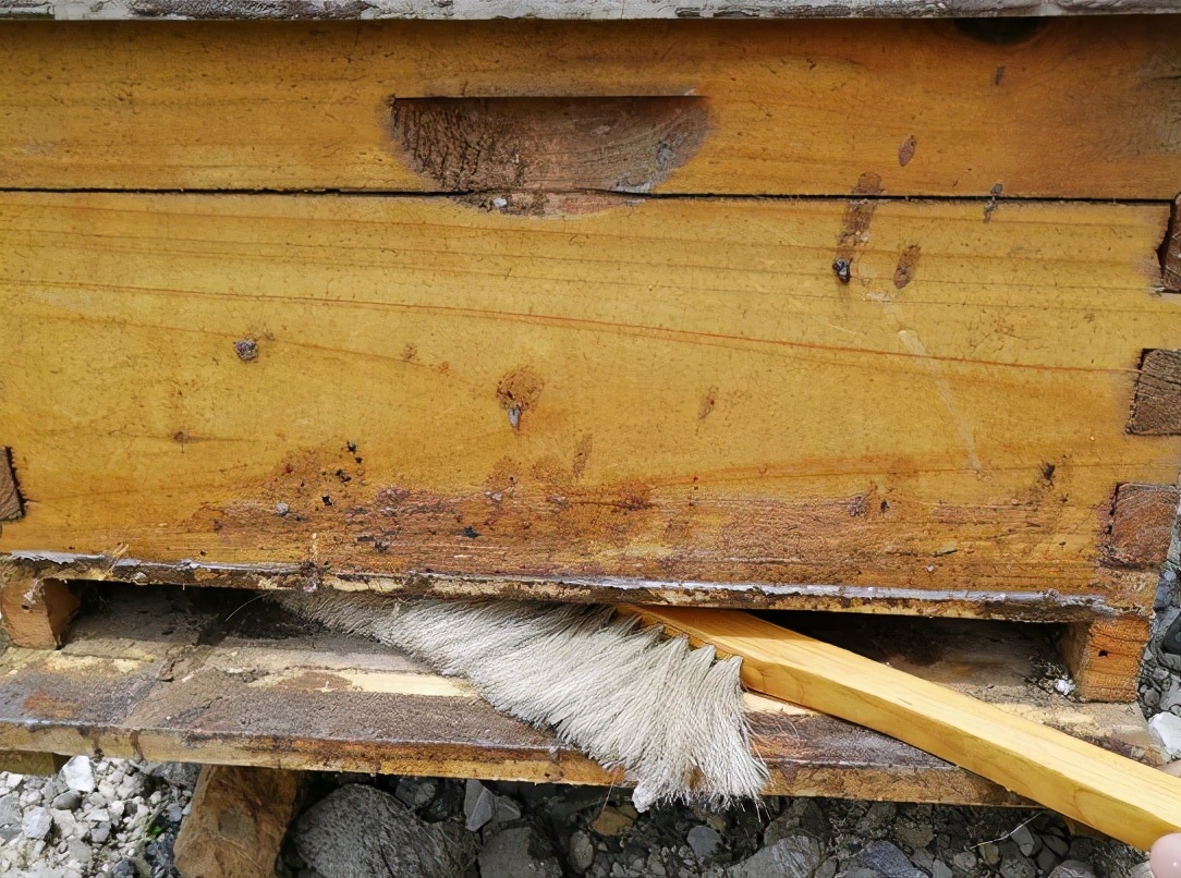 巢虫如何预防和治理,春季巢虫怎么防治