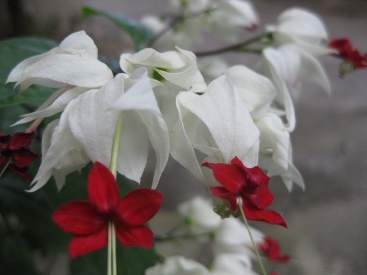 惊艳倒挂金钟,惊艳倒挂金钟图片