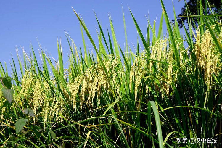 2020汉中水上表演,城固二里泼水