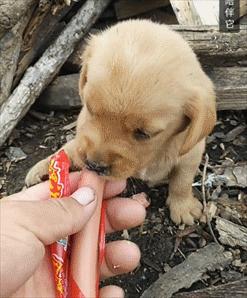 给狗喂吃的会咬你手吗,给狗喂饭要咬到手吗