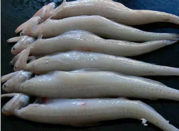 史上最全海鲜视频,史上最全海鲜贝类大全